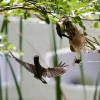 Little Spiderhunter 6