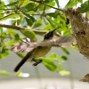 Little Spiderhunter 3