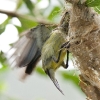Little Spiderhunter 4