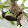 Little Spiderhunter 5