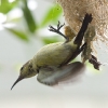 Little Spiderhunter 11