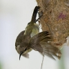 Little Spiderhunter 12