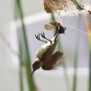 Little Spiderhunter 13