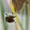 Little Spiderhunter 14