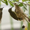 Little Spiderhunter 7