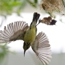 Little Spiderhunter 15