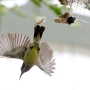 Little Spiderhunter 16