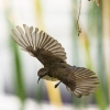 Little Spiderhunter 17