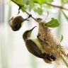 Little Spiderhunter 8