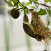 Little Spiderhunter 9