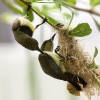 Little Spiderhunter 10
