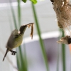 Little Spiderhunter 2