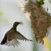 Little Spiderhunter 1