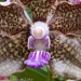 Orchid 1