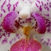 Orchid 2