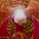 Orchid 3