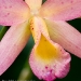 Orchid 4