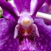 Orchid 5