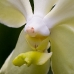 Orchid 6