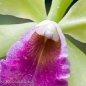 Orchid 7