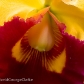 Orchid 8