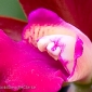 Orchid 9
