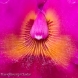 Orchid 10