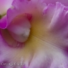 Orchid 11