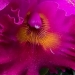 Orchid 12