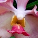 Orchid 13