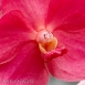 Orchid 14