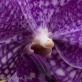 Orchid 15