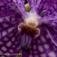 Orchid 16