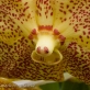 Orchid 17