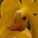 Orchid 18