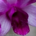 Orchid 19