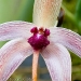 Orchid 20