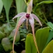Orchid 21