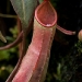 Pitcher plant 1