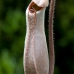 Pitcher plant 2