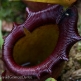 Pitcher plant 3