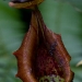Pitcher plant 4