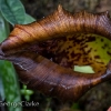 Pitcher plant 5