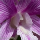 Orchid 23