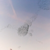 Starling Clouds 1