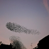 Starling Clouds 2