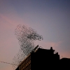 Starling Clouds 3