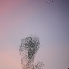 Starling Clouds 4