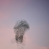 Starling Clouds 5