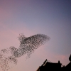 Starling Clouds 6